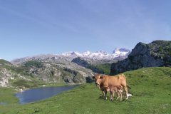 3d4ae6a8lagos_de_covadonga_640x480